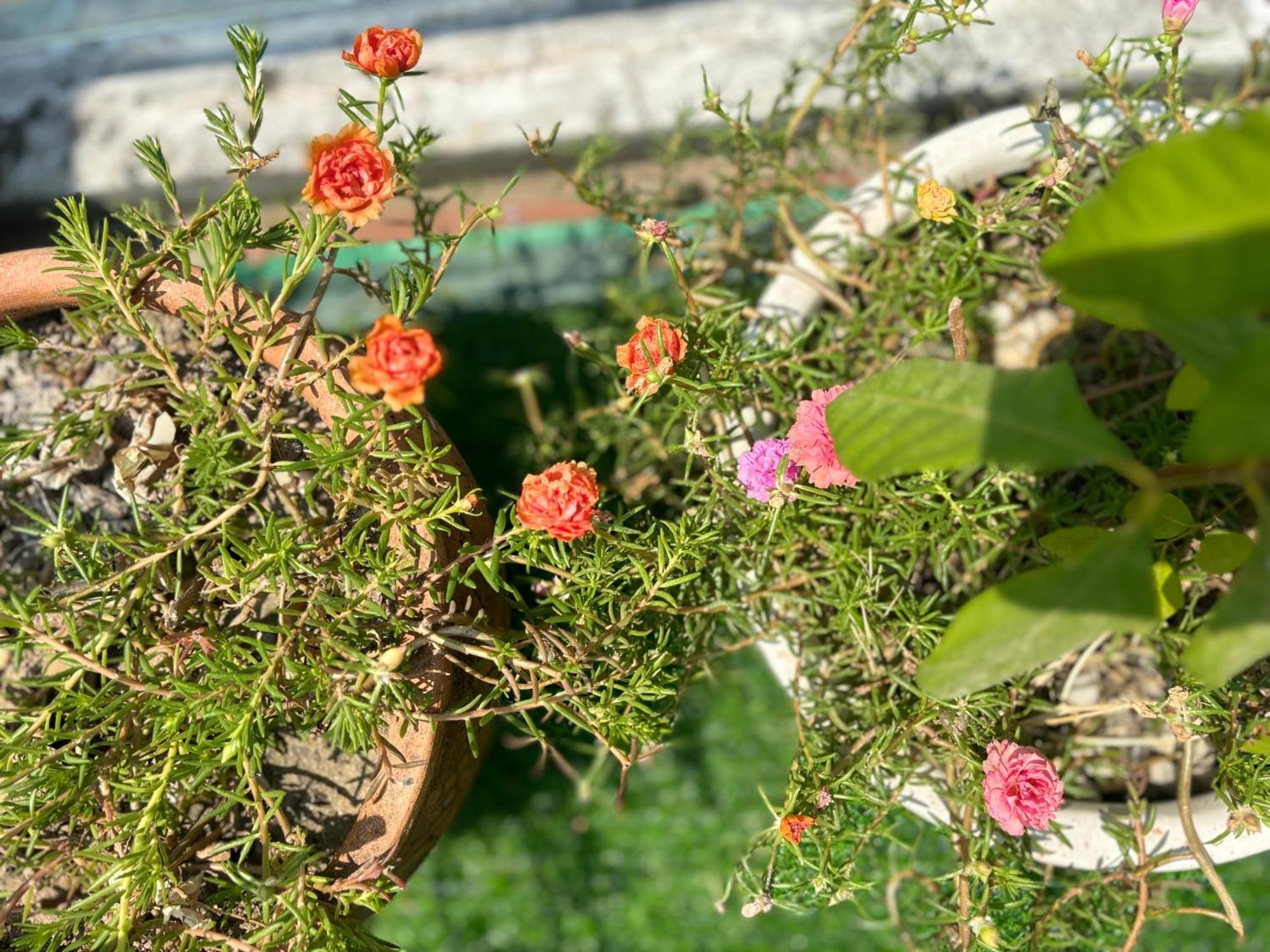 Good Morning Hoi An Homestay And Hostel エクステリア 写真