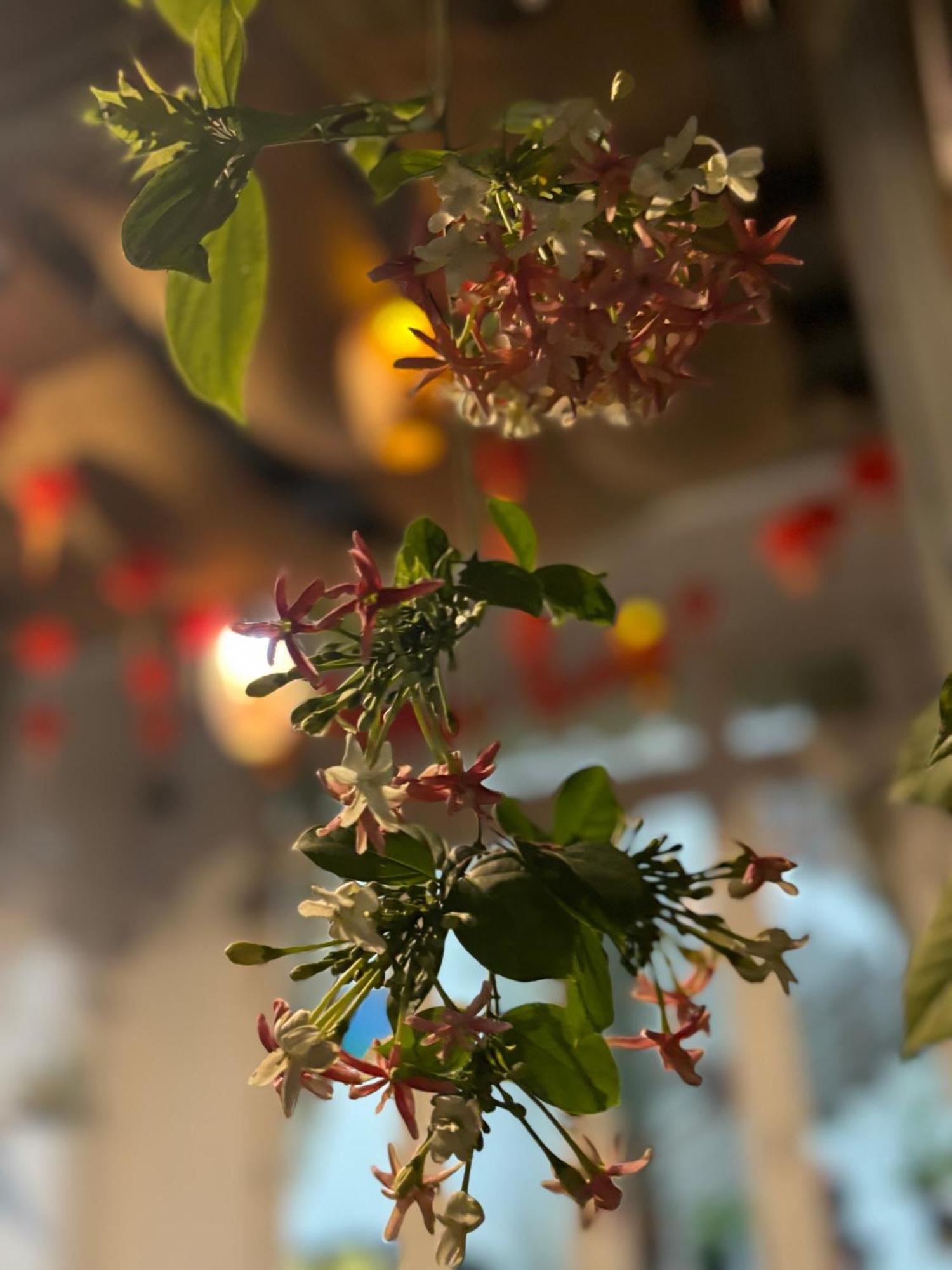 Good Morning Hoi An Homestay And Hostel エクステリア 写真